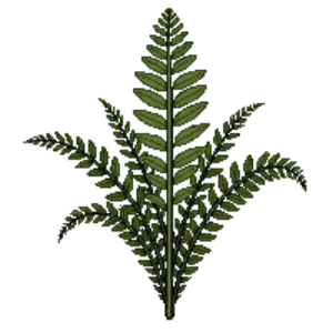 Illustration of Chain Fern