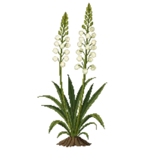 Illustration of Yucca 'Color Guard'