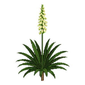 Illustration of Yucca