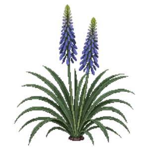 Illustration of Blue Beaked Yucca