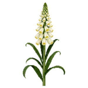 Illustration of Beaked Yucca