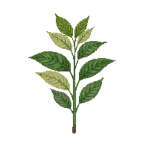 Illustration of Coontie