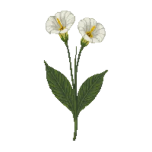 Illustration of Calla Lily