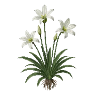 Illustration of Atamasco Rain Lily