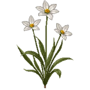 Illustration of Rain Lily
