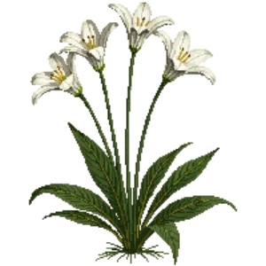 Illustration of Giant Rain Lily