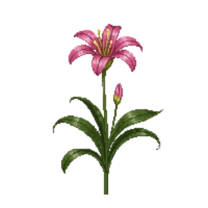 Illustration of Pink Rain Lily