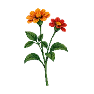 Illustration of Mexican Zinnia