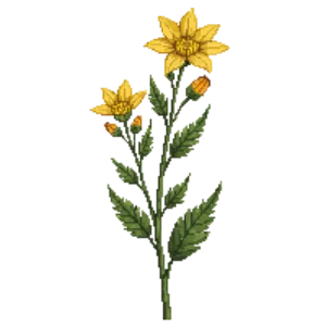 Illustration of Golden Alexanders